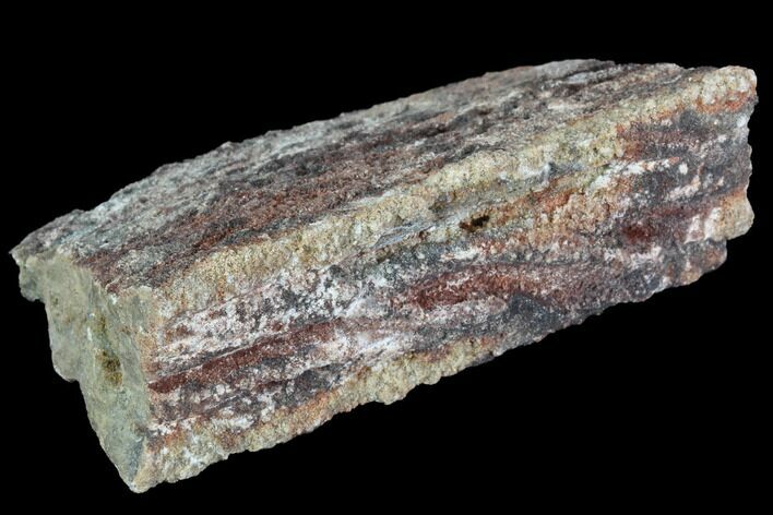 Devonian Petrified Wood (Callixylon) Section - Oldest True Wood #91797